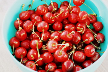 récipient de récolte de cerises bio du jardin