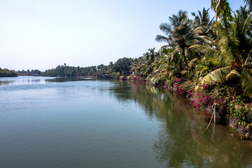 Fototapeta premium indian river with palm trees