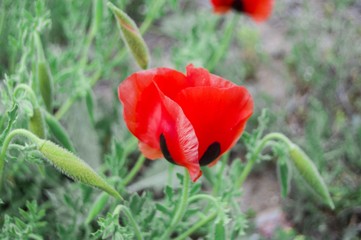 The arrival of spring and the most wonderful poppy flowers,
