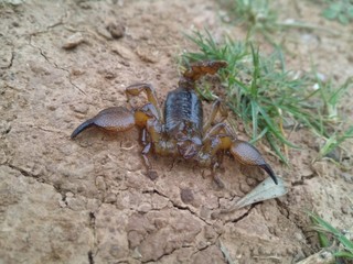 scorpion