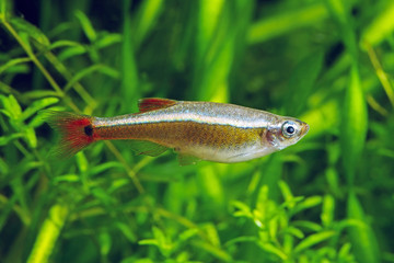 White Cloud Mountain minnow.