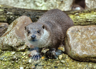 otter