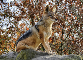 wolf