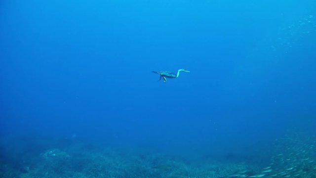 Marine life - Comorant Fishing 