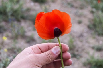 It is a beautiful feeling to give poppy flowers to your loved ones

