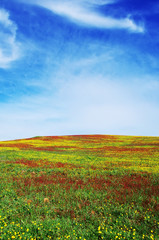 Field of Alentejo at Spring time, colorful background