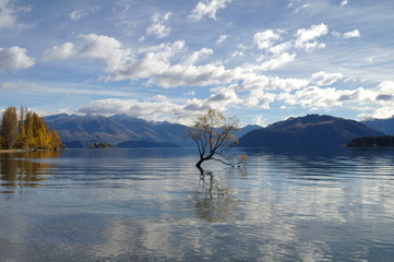Lone Tree Wanaka in autumn