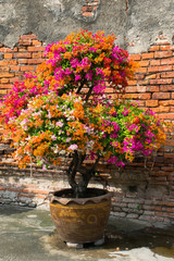 Bougainvillea vor Steinwand