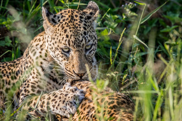 Fototapeta na wymiar Leopard grooming another Leopard.