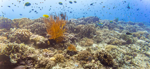 Naklejka na ściany i meble Coral reef and fish in tropical sea or ocean underwater