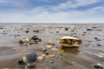 Wattenmeer bei Ebbe, Muscheln