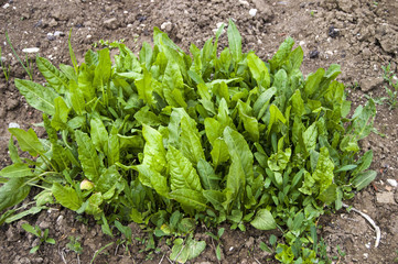 Rumex acetosella plant used in alternative medicine field 
