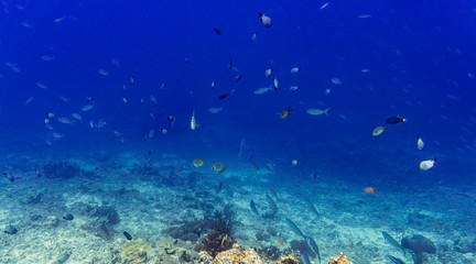 Fototapeta premium Coral reef and fish in tropical sea or ocean underwater