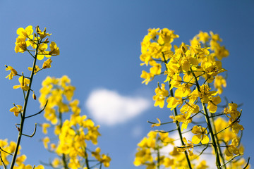 Closeup of rapeseed (Brassica napus) flowers with a blue sky background
