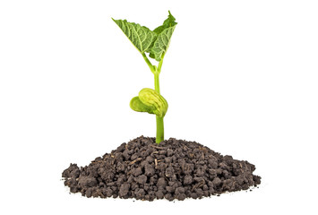 Young plant of bean with humus isolated on white background