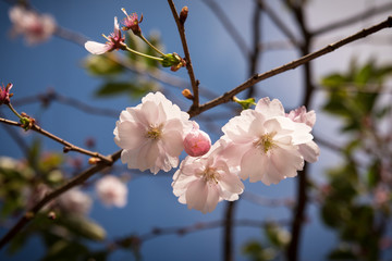 Cherry blossoms on sky background