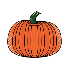 Fresh pumpkin vegetable icon vector illustration graphic design