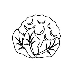 Cauliflower delicious vegetable icon vector illustration graphic design