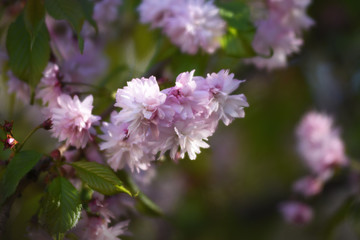 Cherry blossoms on sky background
