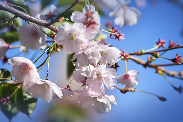 Cherry blossoms on sky background
