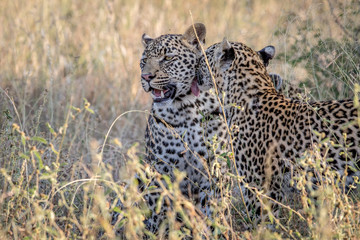 Two Leopards bonding in Kruger.