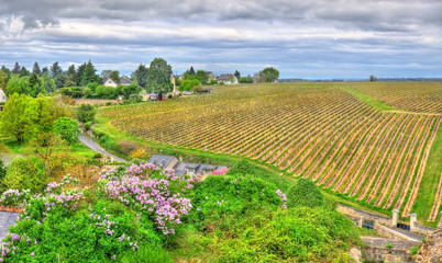 Fototapeta na wymiar Vineyard in Chinon - Loire Valley, France