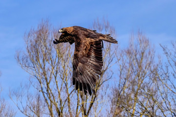 Steinadler - Aquila chrysaetos