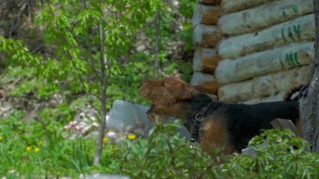 barking dog