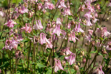 Aquilegia flowers