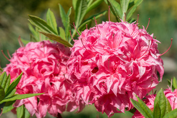 Flower Pink Rhododendron close-up