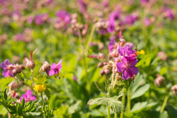 Flower geranium pratense