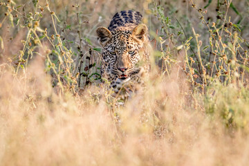 Leopard walking towards the camera.