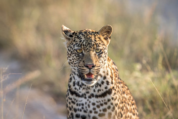 Fototapeta na wymiar Starring Leopard in the Kruger.