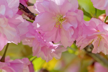Cherry blossom
