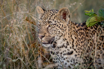 Side profile of a starring Leopard.