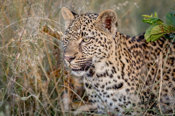 Side profile of a starring Leopard.