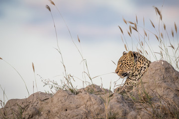 Leopard laying on a Termite mount and looking.