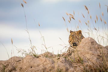 Leopard laying on a Termite mount and looking.