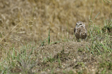 Burrowing Owl at its burrow, alongside a gravel road and a farmer's field, in southern Alberta. The field had just been ploughed, leaving the burrow exposed.