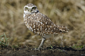 Burrowing Owl at its burrow, alongside a gravel road and a farmer's field, in southern Alberta. The field had just been ploughed, leaving the burrow exposed.