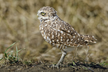 Burrowing Owl at its burrow, alongside a gravel road and a farmer's field, in southern Alberta. The field had just been ploughed, leaving the burrow exposed.