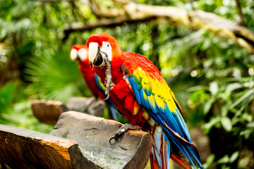 Two parrots 