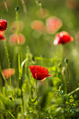 Wild beautiful poppy on a green field