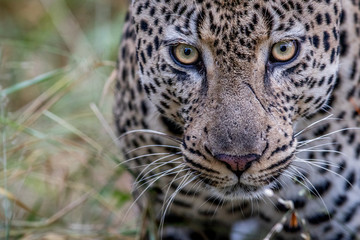 Fototapeta na wymiar Close up of a big male Leopard in Kruger.