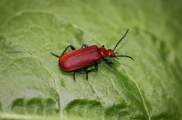 Cardinal Beetle - Pyrochroa serraticornis