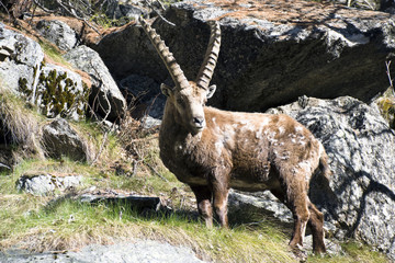 Lo stambecco alpino,ripreso nel parco del Gran Paradiso
