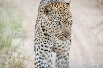 Leopard walking towards the camera.