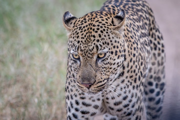Leopard walking towards the camera.
