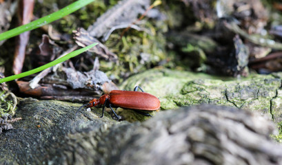Cardinal Beetle - Pyrochroa serraticornis