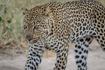 Side profile of a big male Leopard.